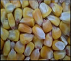 Yellow Corn